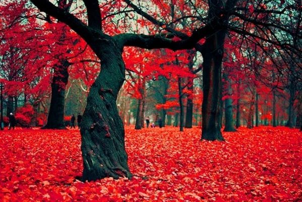Fall Tips For Vapers | Soul Vapor E Liquid Blog