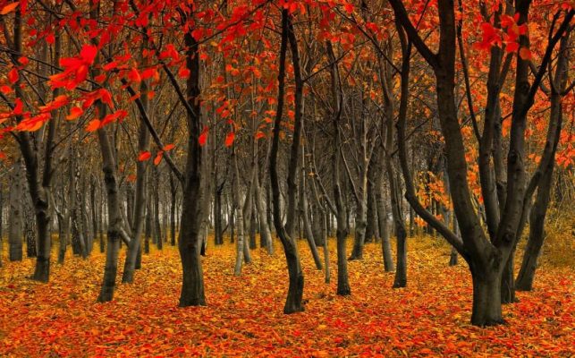 5 Tips For Vaping During Fall | Soul Vapor E Liquid