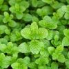 Just Mint | Soul Vapor E-Liquid