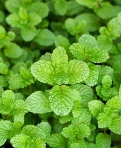 Just Mint | Soul Vapor E-Liquid