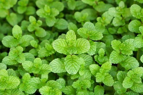 Just Mint | Soul Vapor E-Liquid