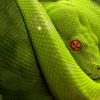 Snake Venom | Soul Vapor eLiquid