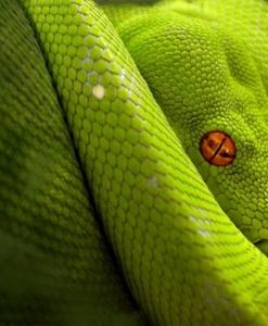 Snake Venom | Soul Vapor eLiquid